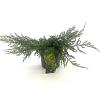 Juniperus comm. 'Repanda' Pot 2 Liter 20 - 30 cm