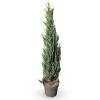 Juniperus s. 'Blue Arrow' Pot 12 liter 125 - 150 cm