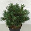 Pinus strobus 'Krüger's Lilliput' Pot 7,5 Liter 30 - 40 cm