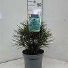 Sciadopitys verticillata Pot 5 liter 25-30cm