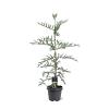 Sequoia sempervirens Pot 5 Liter 100 - 125 cm