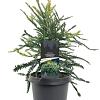 Sequoia s. 'Adpressa' Pot 3 Liter 
