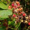 Rubus phoenicolasius Pot 20 Liter 175 - 200 cm