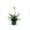 Agapanthus Everpanthus Ever White Pot 2 Liter 20 - 30 cm