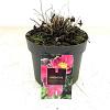 Anemone h. 'Emmy Deep Rose' Pot 2 Liter