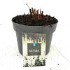 Astilbe japonica Pot 2 Liter