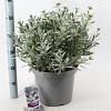 Convolvulus cneorum Pot 10 liter 30 - 40 cm