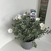 Convolvulus cneorum Pot 10 liter 30 - 40 cm