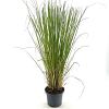 Cortaderia selloana Pot 3 Liter 40 - 50 cm