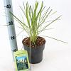 Cortaderia s. 'White Feather' Pot 2 Liter60 - 80 cm