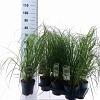 Cortaderia s. 'White Feather' Pot 2 Liter60 - 80 cm