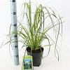 Cortaderia s. 'White Feather' Pot 2 Liter60 - 80 cm
