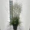 Deschampsia cesp. 'Goldtau' Pot 12 liter 60 - 80 cm