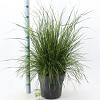 Deschampsia cesp. 'Goldtau' Pot 12 liter 60 - 80 cm