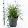 Deschampsia cesp. 'Goldtau' Pot 12 liter 60 - 80 cm