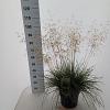 Deschampsia cesp. 'Goldtau' Pot 12 liter 60 - 80 cm