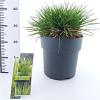 Deschampsia cesp. 'Goldtau' Pot 12 liter 60 - 80 cm