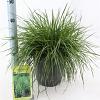 Deschampsia cesp. 'Goldtau' Pot 6,5 liter 40 - 60 cm