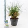 Deschampsia cesp. 'Goldtau' Pot 6,5 liter 40 - 60 cm
