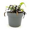 Echinacea purpurea Pot 2 Liter