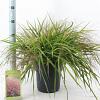 Eragrostis spectabilis Pot 6,5 liter 40 - 60 cm