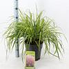 Eragrostis spectabilis Pot 6,5 liter 40 - 60 cm
