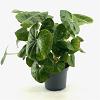 Farfugium japonicum giganteum Pot 3 Liter 30 - 40 cm