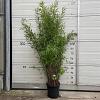 Fargesia nitida 'Black Pearl' Pot 10 liter 100 - 125 cm