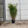 Fargesia nitida 'Black Pearl' Pot 10 liter 100 - 125 cm