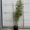 Fargesia scabrida 'Asian Wonder' Pot 10 liter 100 - 125 cm
