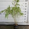 Fargesia scabrida 'Asian Wonder' Pot 1 liter 30 - 40 cm
