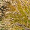 Pennisetum villosum Pot 9 cm
