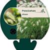 Pennisetum villosum Pot 9 cm
