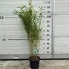 Fargesia 'Winter Joy' Pot 5 Liter 120 - 130 cm