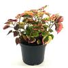 Houttuynia cordata 'Flame' Pot 2 Liter 20 - 30 cm