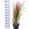 Imperata cylindrica 'Red Baron' Pot 6,5 liter 60 - 70 cm