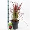 Imperata cylindrica 'Red Baron' Pot 6,5 liter 60 - 70 cm