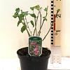 Lavatera 'Bredon Springs' Pot 3 Liter 30 - 40 cm