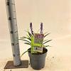 Liriope muscari 'Moneymaker' Pot 2,5 Liter