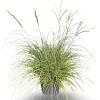 Miscanthus sin. 'Adagio' Pot 12 liter 80 - 100 cm