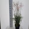Miscanthus sin. 'Ferner Osten' Pot 12 liter 60 - 80 cm