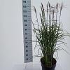 Miscanthus sin. 'Ferner Osten' Pot 12 liter 60 - 80 cm