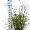 Miscanthus sin. 'Ferner Osten' Pot 12 liter 60 - 80 cm