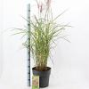 Miscanthus sin. 'Ferner Osten' Pot 12 liter 60 - 80 cm
