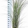 Miscanthus sin. 'Gracillimus' Pot 12 liter 60 - 80 cm