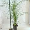 Miscanthus sin. 'Gracillimus' Pot 12 liter 60 - 80 cm