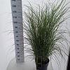 Miscanthus sin. 'Gracillimus' Pot 12 liter 60 - 80 cm