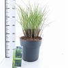 Miscanthus sin. 'Gracillimus' Pot 12 liter 60 - 80 cm