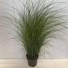 Miscanthus sin. 'Gracillimus' Pot 12 liter 100 - 125 cm