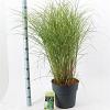 Miscanthus sin. 'Kleine Silbersp.' Pot 12 liter 60 - 80 cm
